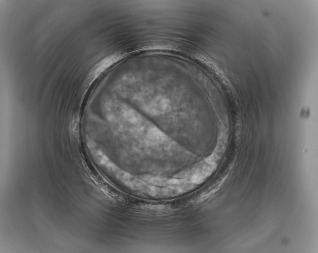 X0000096981121200802291139