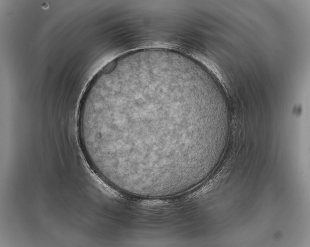 X0000096981135200802291139