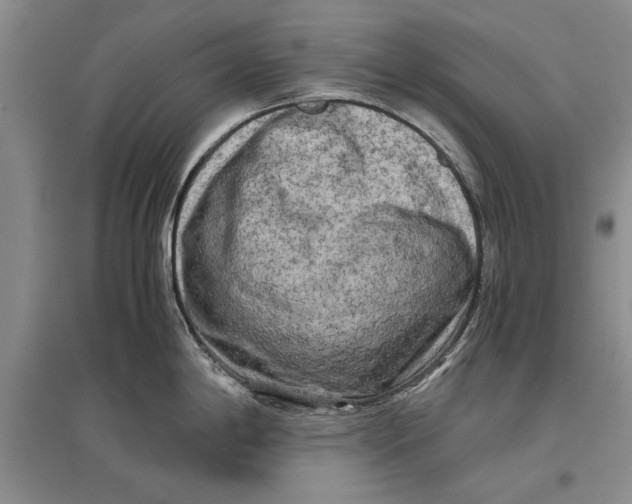 X0000096981198200802291138