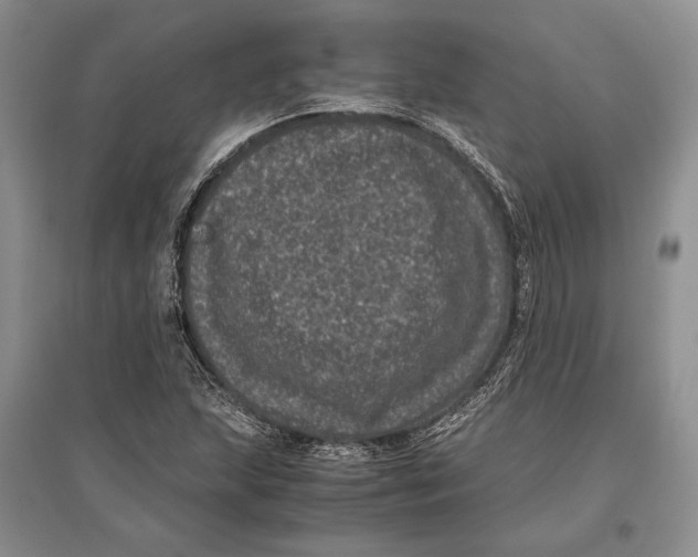 X0000096981215200802291137