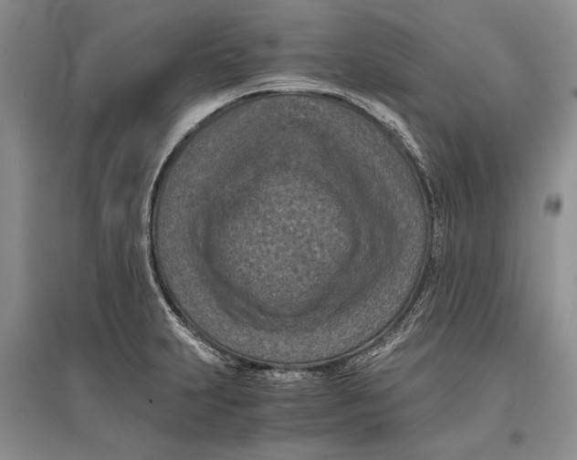 X0000096981231200802291138