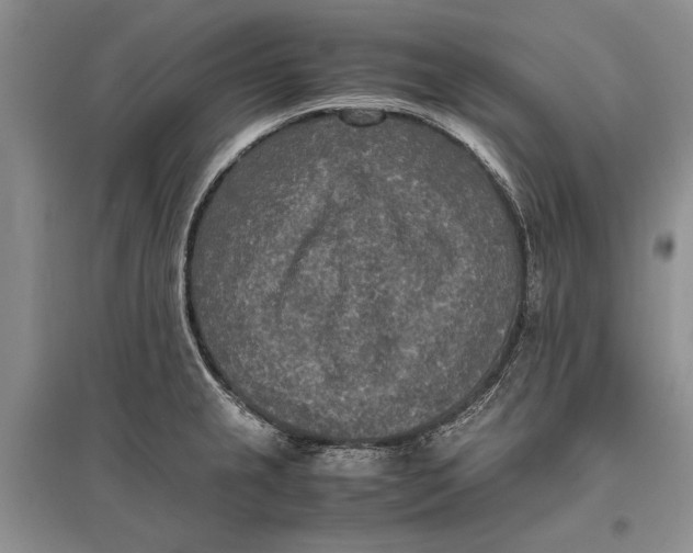 X0000096981237200802291138