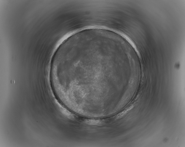 X0000096981245200802291138