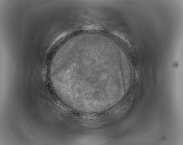 X0000096981254200802291137