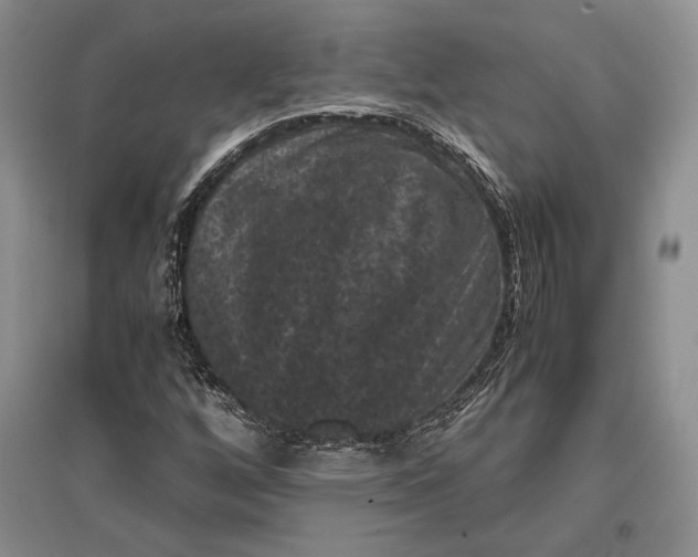 X0000096981256200802291137