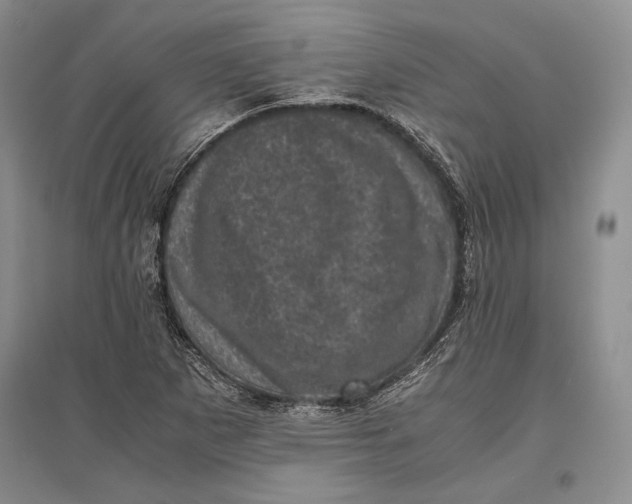 X0000096981265200802291137