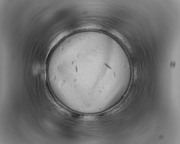 X0000096981274200802291137