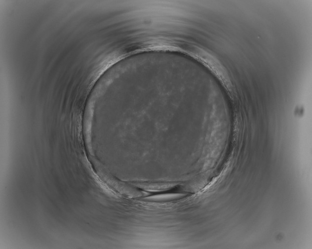 X0000096981281200802291137