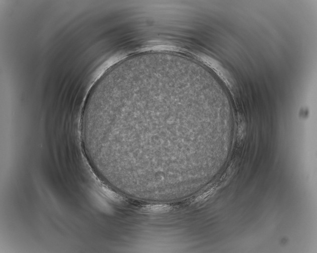 X0000096981282200802291137