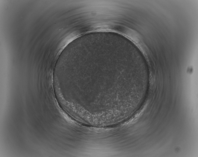 X0000096981289200802291136