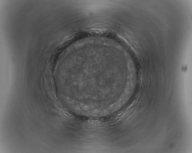 X0000096981297200802291136