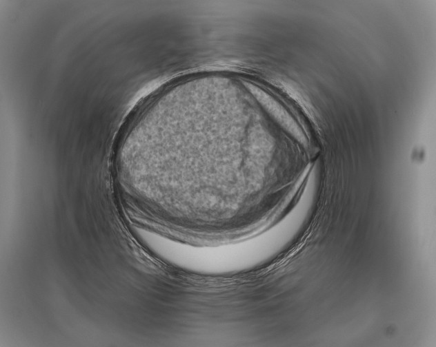 X0000096981308200802291136