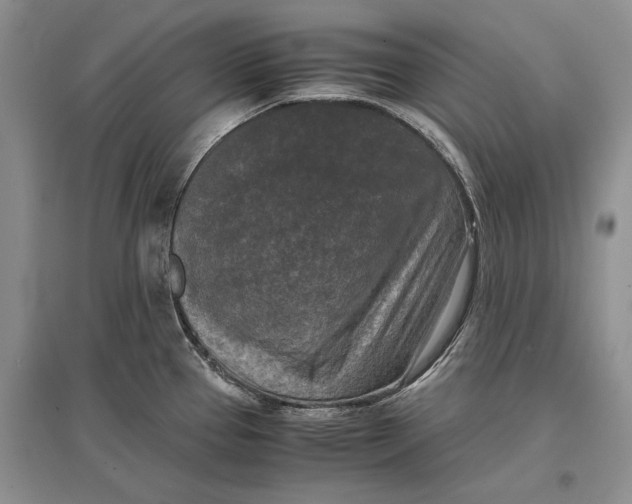 X0000096981337200802291136