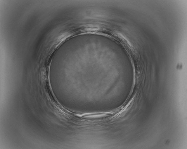 X0000096981353200802291135