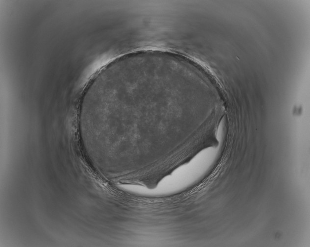 X0000096981359200802291135