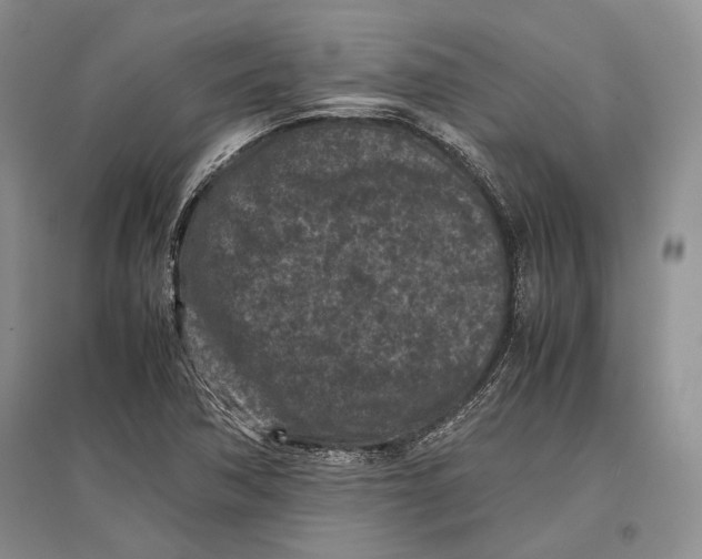 X0000096981362200802291135