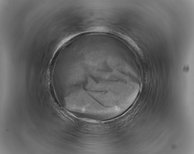 X0000096981364200802291135