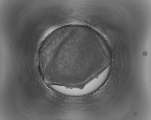 X0000096981367200802291135