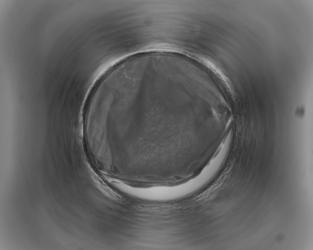 X0000096981372200802291135