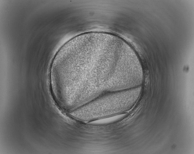 X0000096981375200802291135