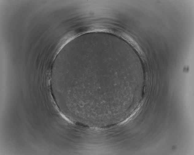 X0000096981377200802291135