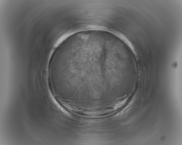 X0000096981381200802291135