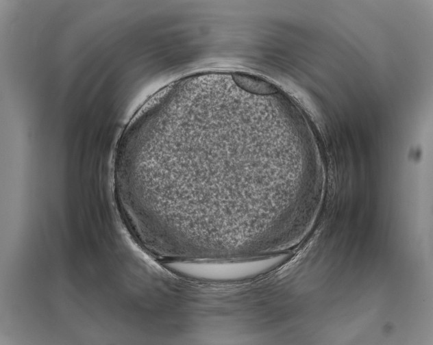 X0000096981382200802291135