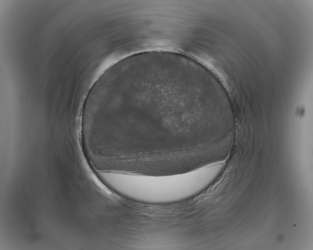 X0000096981383200802291135