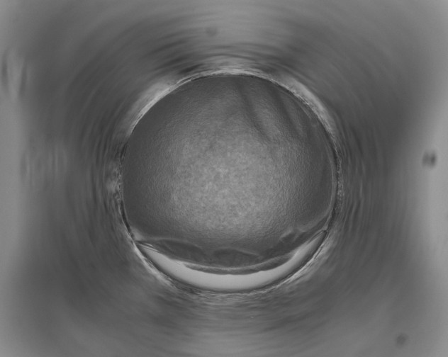 X0000096981385200802291135