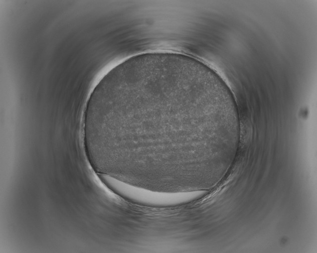 X0000096981387200802291135