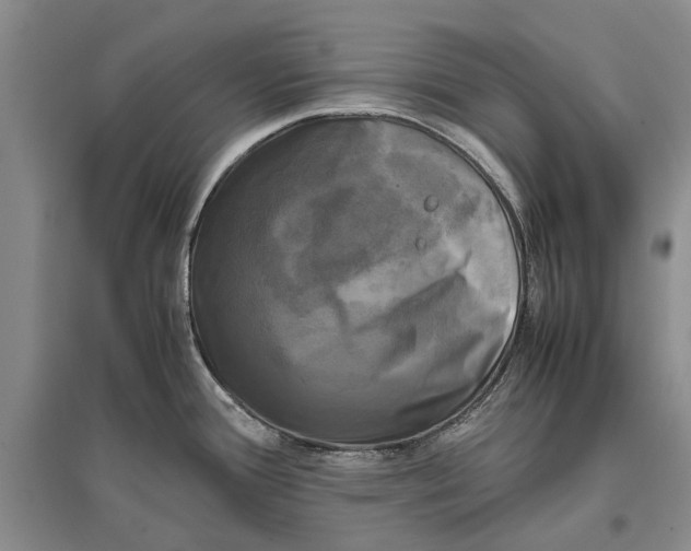 X0000096981388200802291135