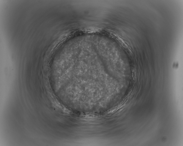 X0000096981393200802291134