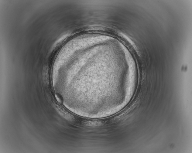 X0000096981403200802291134