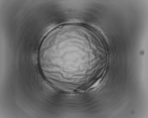 X0000096981409200802291134