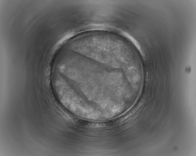 X0000096981411200802291134