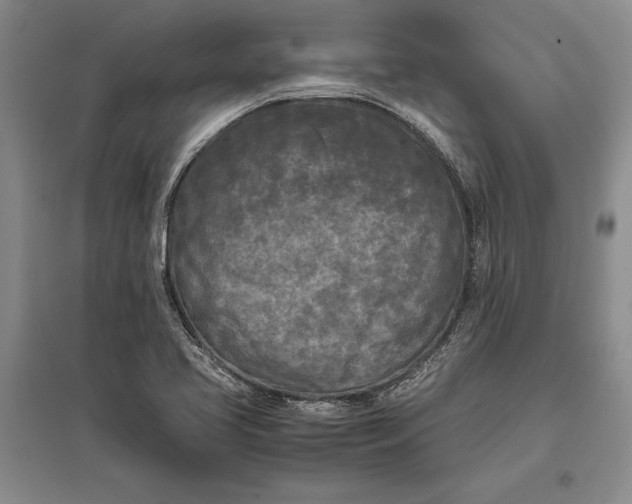 X0000096981413200802291134