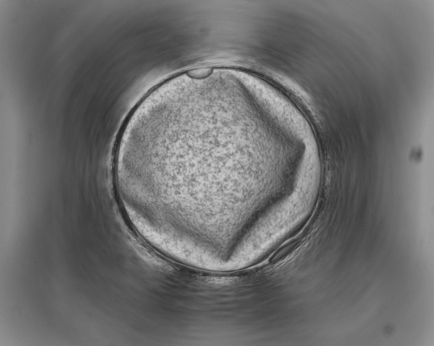 X0000096981423200802291135