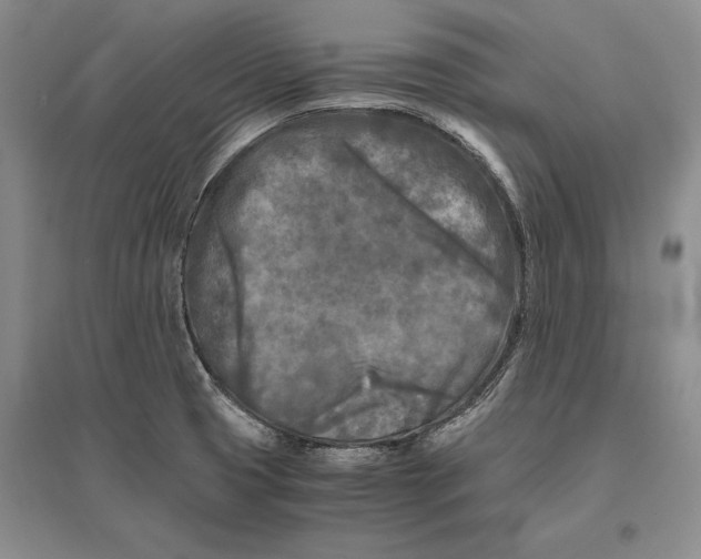 X0000096981425200802291135