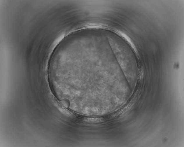 X0000096981427200802291135