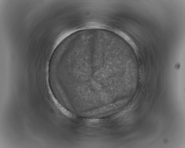 X0000096981431200802291135