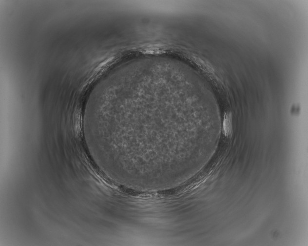 X0000096981444200802291134