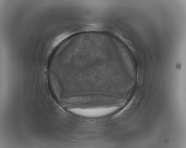 X0000096981453200802291134