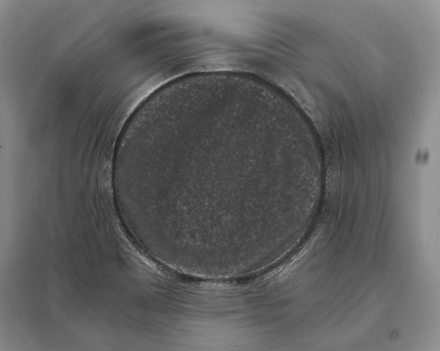 X0000096981465200802291134