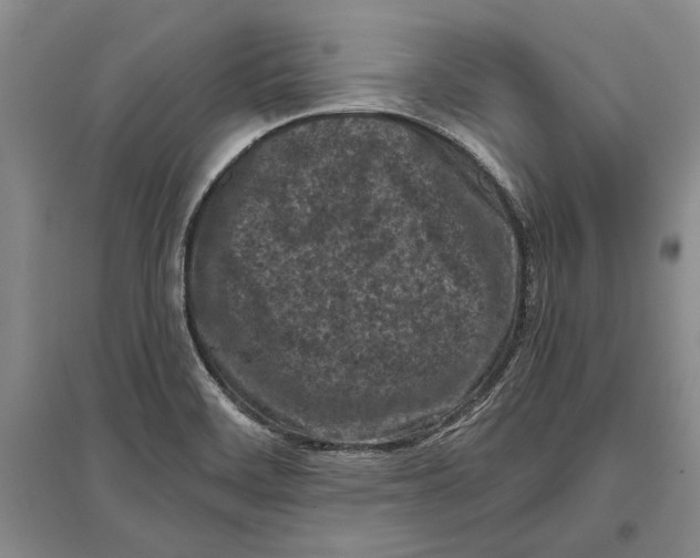 X0000096981468200802291134