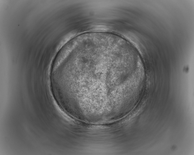 X0000096981475200802291134