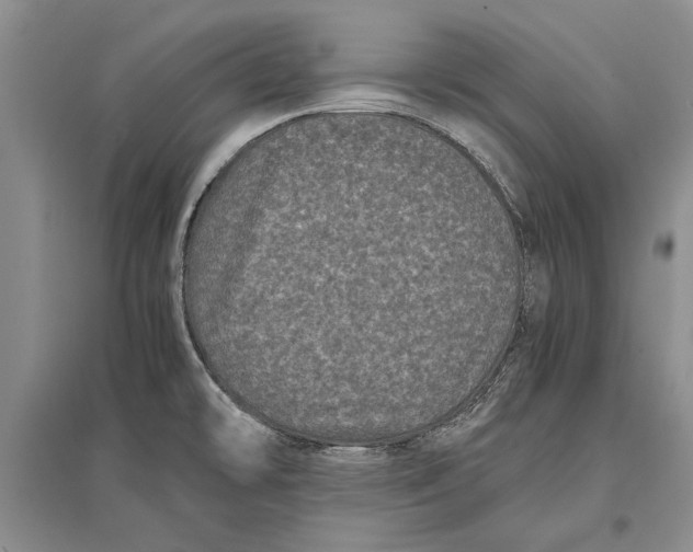 X0000096981478200802291133