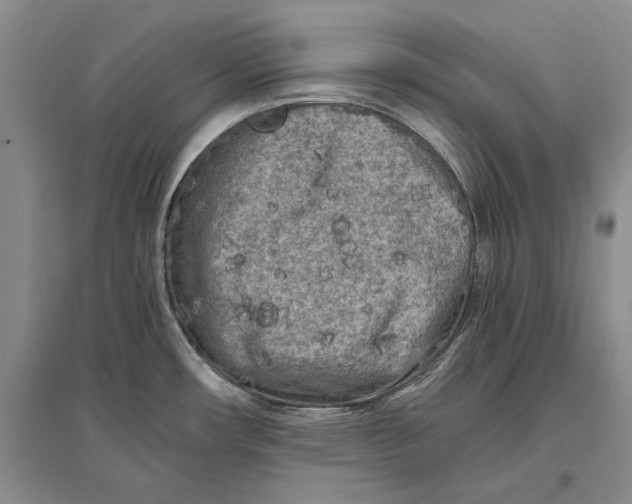 X0000096981482200802291133