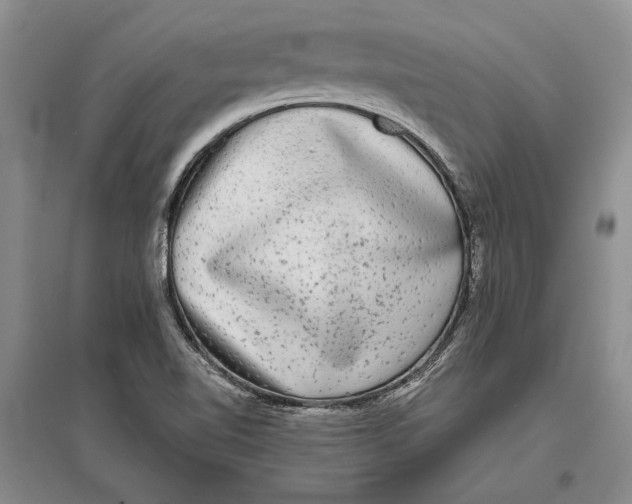 X0000096981510200802291133