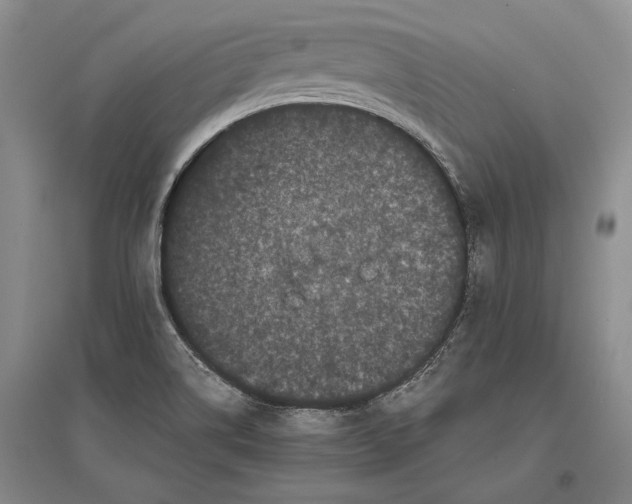 X0000096981514200802291133