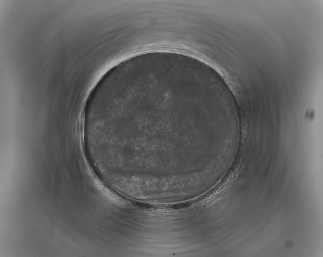 X0000096981515200802291133